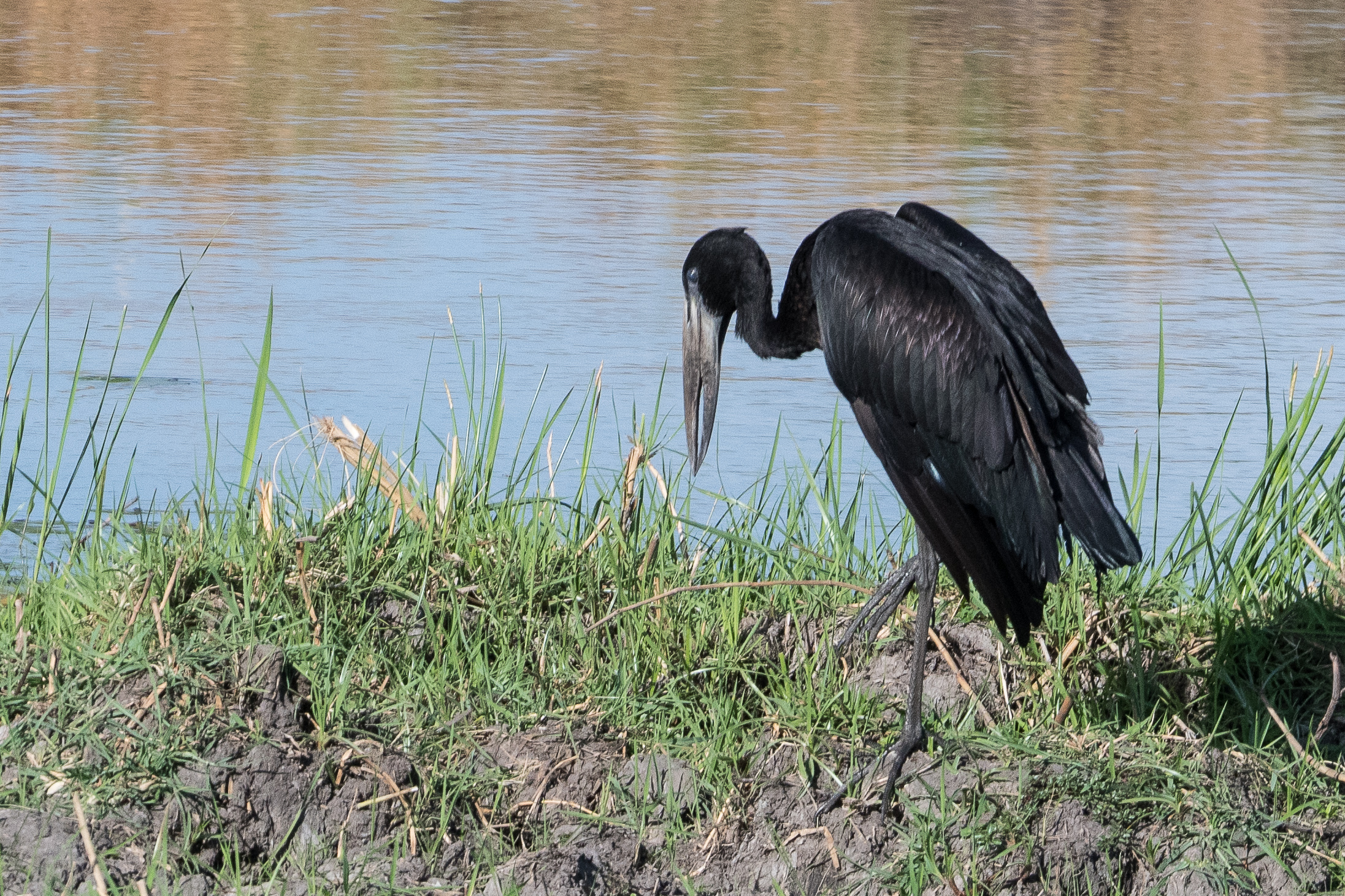 Bec-ouvert africain adulte (Open-billed stork, Anastomus lamelligerus), Réserve de Kwando, Delta de l'Okavango, Botswana.